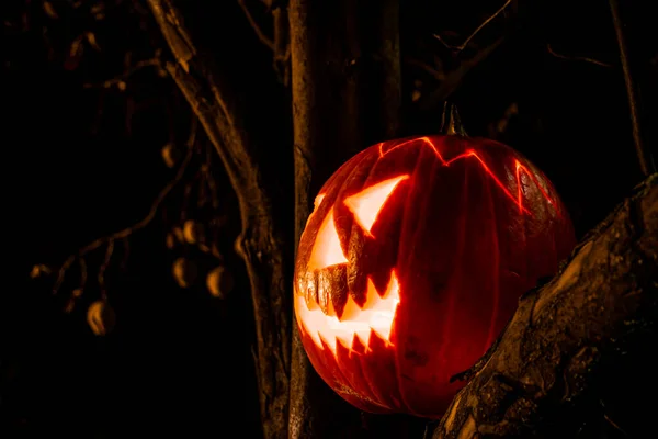暗闇の中で夜に古い木の上に不気味なハロウィーンのカボチャのランタン — ストック写真