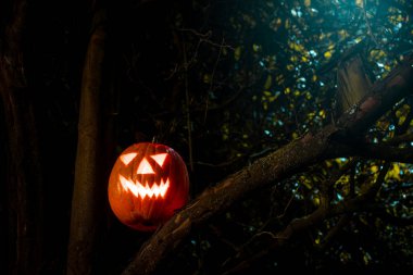 Geceleyin yaşlı bir ağacın üzerinde ürkütücü Cadılar Bayramı balkabağı feneri