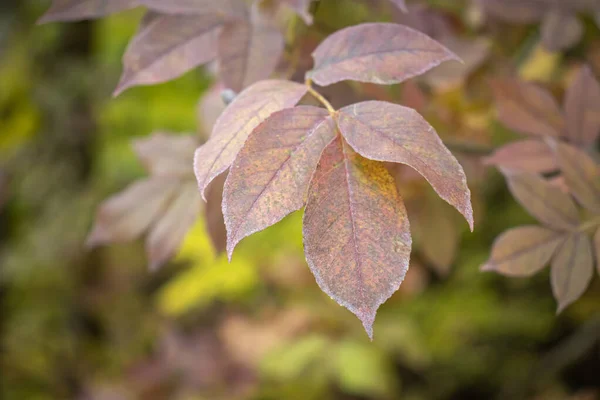 秋になると森の中に木の葉 — ストック写真