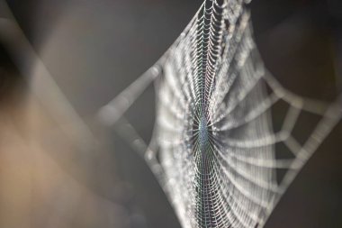 Bir sonbahar sabahı bahçede örümcek ağı