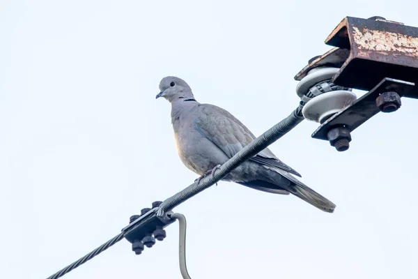 Eurásia Pomba Colarinho Sentado Fio Contra Céu Brilhante — Fotografia de Stock