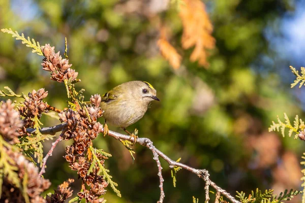 Goldcrest Regulus Regulus Sentado Una Ramita Thuja — Foto de Stock