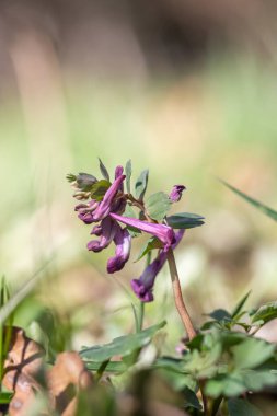 Ormanda Mor Kök Çiçeği