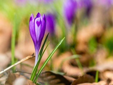 Yerel bir parkta ilkbaharın başlarında mor kır çiçekleri