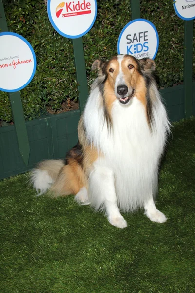 Lassie. —  Fotos de Stock