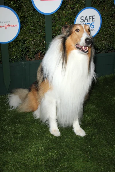 Lassie. — Foto de Stock