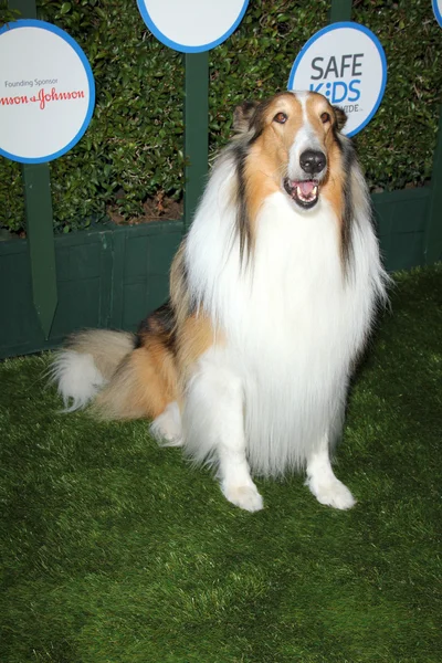 Lassie. — Foto de Stock