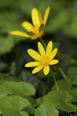 Küçük bahar çiçek