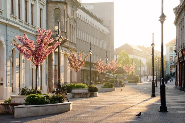 Einfacher Morgen im Frühling — Stockfoto