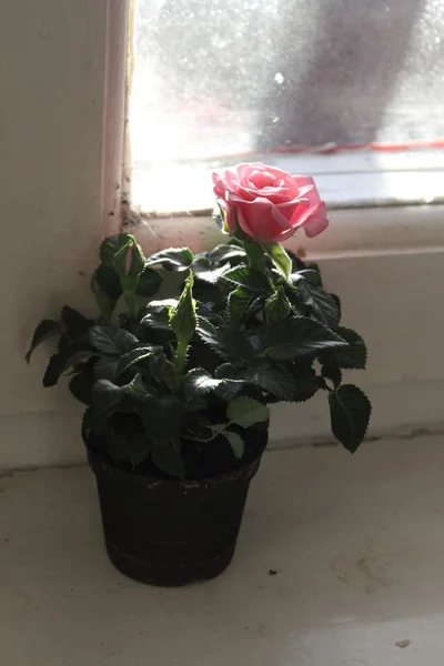 Gül içinde bu wondow