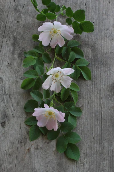 Linea'nın yaban gülü