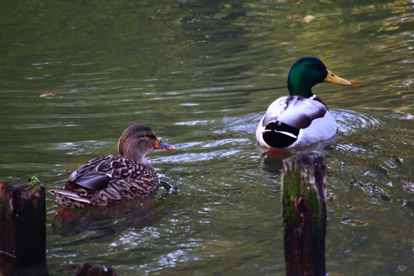 Yaban ördeği Çift