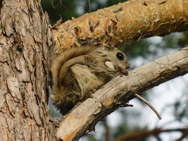 Flying squirrel on a tree in the daytime