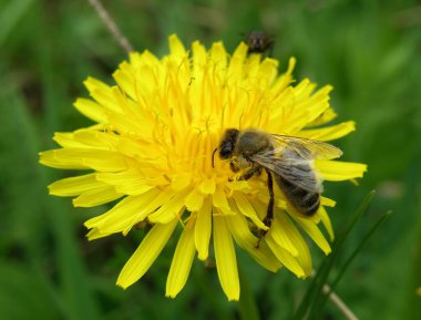 Bir arı, parlak sarı bir karahindiba çiçeğinin üzerinde nektar ve polen toplar.