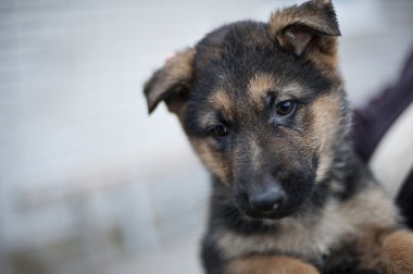 Alman çoban köpeği