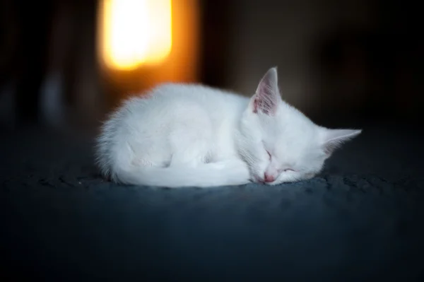 White kitten sleep Stock Image