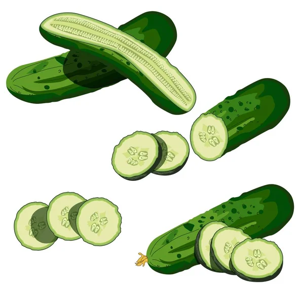 Conjunto de pepinos. Pepino entero, medio, picado, rebanadas y grupo de pepinos. Pepinos verdes frescos. Verduras ecológicas. Alimento saludable, dietético, vegetariano. Ilustraciones vectoriales aisladas sobre fondo blanco. — Vector de stock