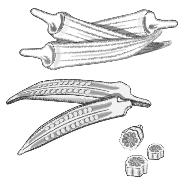 Dita femminile. Gumbo. Intero okra, metà, tritato, fette okra. Set okra disegnato a mano. Set di schizzi okra. Verdure disegnate a mano. Verdure esotiche. Illustrazioni vettoriali isolate su sfondo bianco — Vettoriale Stock