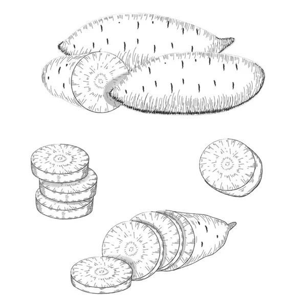 Croquis de patates douces. Patate douce dessinée à la main. Entier, moitié, tranches et haché de patate douce. Légumes dessinés à la main. Alimentation saine, végétarienne. Illustrations vectorielles isolées — Image vectorielle