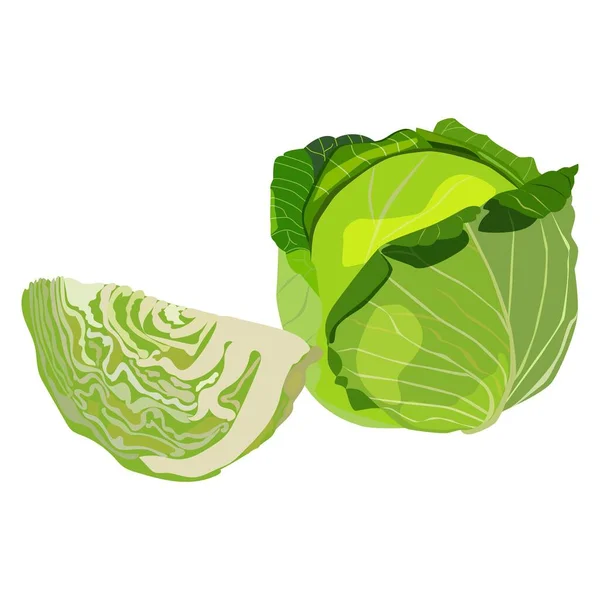 Λευκό λάχανο. Λάχανο. Φυλλώδη λαχανικά. Φρέσκα βιολογικά και υγιεινά, διατροφή και χορτοφαγικά τρόφιμα. Εικονογραφήσεις διανυσμάτων που απομονώνονται σε λευκό φόντο. πράσινο. — Διανυσματικό Αρχείο