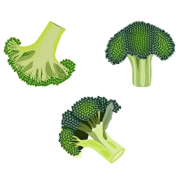 Broccoli. Vers biologisch en gezond, dieet en vegetarisch voedsel. Vector illustraties geïsoleerd op witte achtergrond. — Stockvector