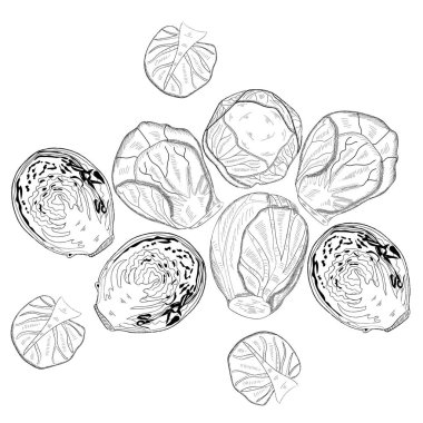 El yapımı Brüksel lahanası. Brüksel lahanası çizimi. El yapımı lahana. El yapımı sebzeler. Taze organik ve sağlıklı, diyet ve vejetaryen yiyecekler. Beyaz arkaplanda izole edilmiş vektör çizimleri