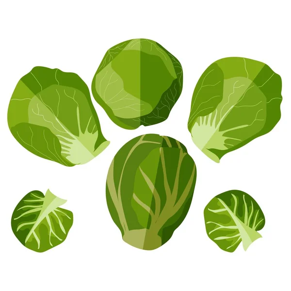 Flat design of brussels sprouts. Cabbage. Vegetable. Fresh organic and healthy, diet and vegetarian food. Vector illustration isolated on white background. Drawn cabbage. — Stock Vector