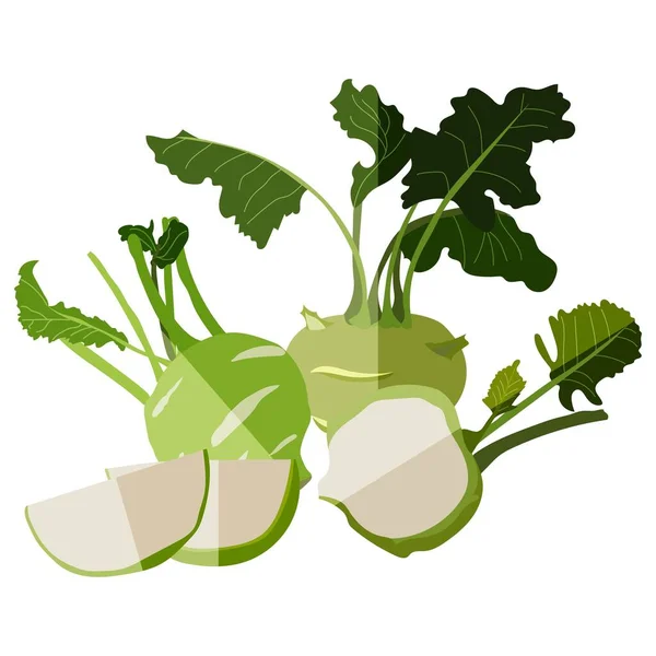 Flaches Kohlrabi-Set. Frisch und gesund, Diät und vegetarische Kost. Vektor-Illustration isoliert auf weißem Hintergrund. — Stockvektor