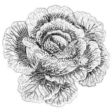 El yapımı savoy lahanası. El yapımı sebzeler. Taze organik ve sağlıklı, diyet ve vejetaryen yiyecekler. Vektör illüstrasyonu.