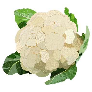 Cauliflower. Curly cabbage. Fresh organic and healthy, diet and vegetarian food. Vector illustration. clipart