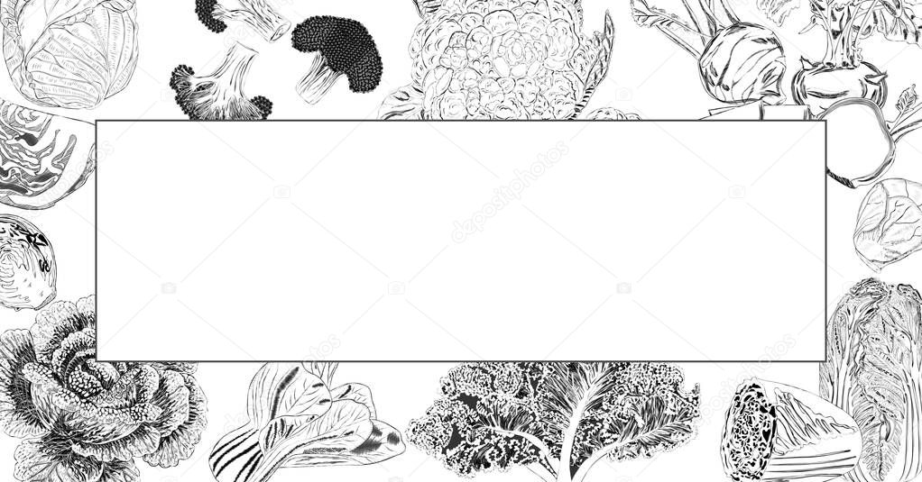 Hand drawn rectangular banner. Sketch rectangular banner. White, savoy, chinese, curly cabbage. Bok choy and kale. Broccoli and brussels sprouts. Kohlrabi and cauliflower. Vector illustration