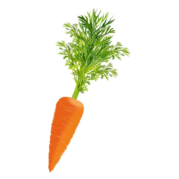 Zanahoria para pancartas, volantes. Verduras frescas orgánicas y saludables, dietéticas y vegetarianas. Ilustración vectorial aislada sobre fondo blanco. — Vector de stock