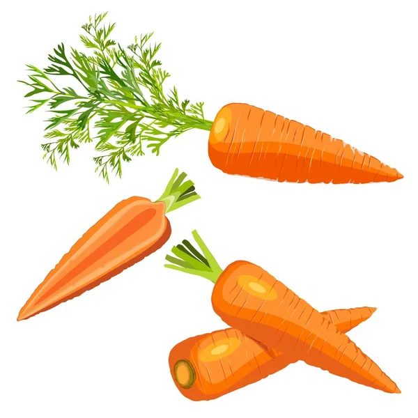 The cartoon style of carrots set for banners, flyers. Whole carrots, half carrot, carrot with tops. Fresh organic and healthy, vegetarian vegetables. Vector illustration isolated on white background. — Stock Vector