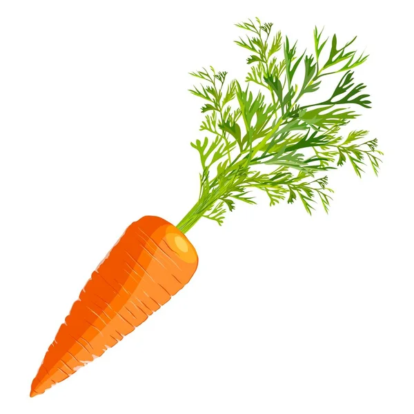 The cartoon style of carrot for banners, flyers. Fresh organic and healthy, diet and vegetarian vegetables. Vector illustration isolated on white background — Stock Vector