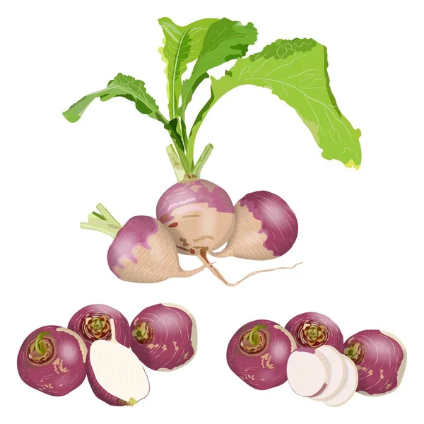 Set of purple top white globe turnips. Whole, half, and sliced turnip. Turnip with tops. Fresh organic and healthy, diet and vegetarian vegetables. Vector illustration isolated on white background. — Stock Vector