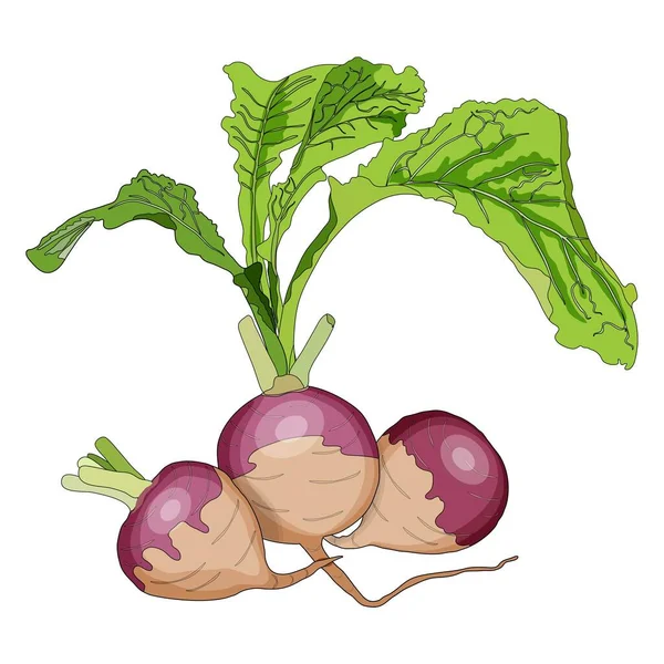 Ensemble de navets globe blanc haut violet en style dessin animé. Navets entiers, navets avec dessus. Légumes frais bio et sains, végétariens. Illustration vectorielle isolée sur fond blanc. — Image vectorielle