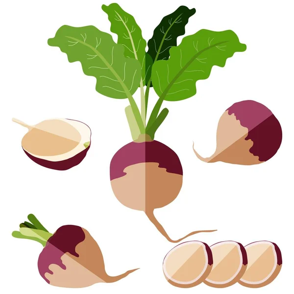 Estilo plano de conjunto de nabos. nabo púrpura globo blanco superior. Entero, medio, nabo en rodajas, con tapas. Verduras frescas orgánicas y saludables, vegetarianas. Ilustración vectorial aislada sobre fondo blanco. — Vector de stock