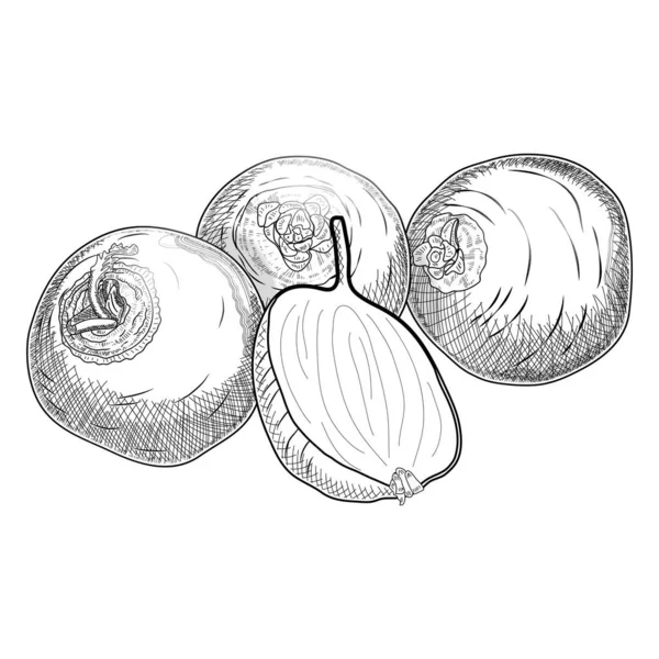 Conjunto de nabos globo blanco púrpura. Dibujo de nabo en estilo de boceto dibujado a lápiz, tinta. Un nabo entero y medio. Verduras orgánicas y saludables. Ilustración vectorial aislada sobre fondo blanco. — Vector de stock