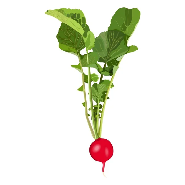 Radish for banners, flyers, posters, cards. Radish with tops. Fresh organic and healthy, diet and vegetarian vegetables. Vector illustration isolated on white background — Stock Vector