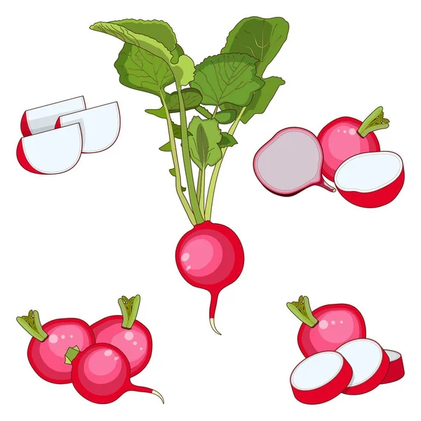 Set di ravanelli per banner, volantini, manifesti, carte. Pieno, metà e ravanello a fette. Ravanello con cime. Fresco biologico, dieta, verdure vegetariane. Ravanello stile cartone animato. Illustrazione vettoriale — Vettoriale Stock