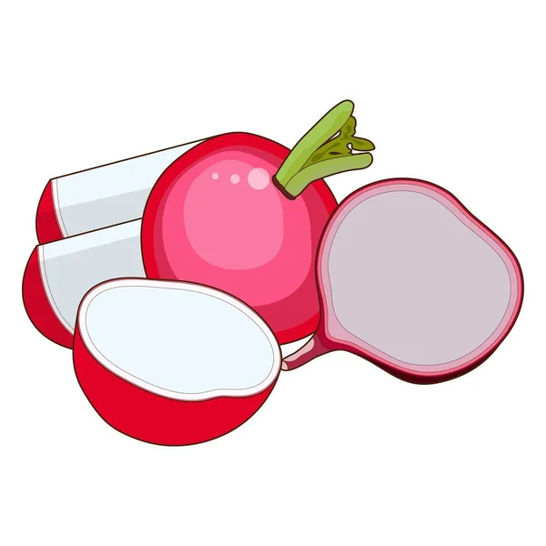 Radish for banners, flyers, posters, cards. Whole and half radishes. Fresh organic and healthy, diet and vegetarian vegetables. Cartoon style radish. Vector illustration isolated on white background — Stock Vector