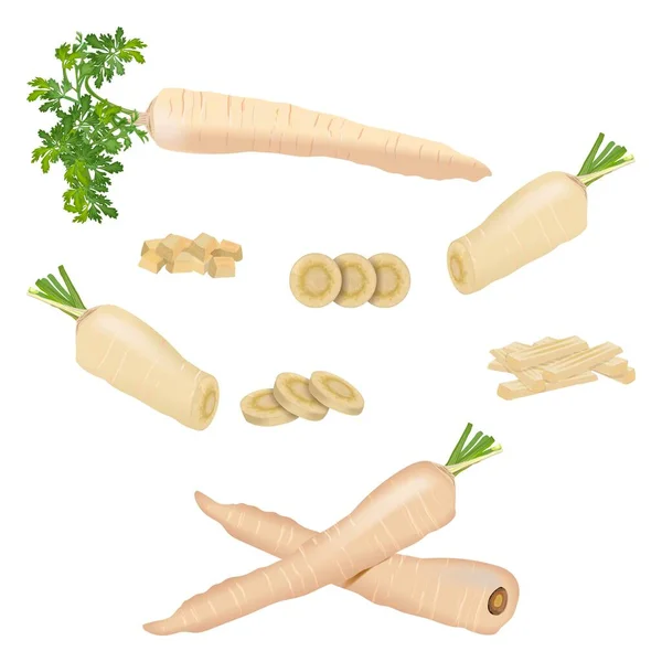 Set of parsnips for banners, flyers, posters, cards. Whole, half, and sliced parsnip. Diced parsnips. Parsnip with tops. Parsnip cut into strips. Parsnip root. Fresh vegetables. Vector illustration — Stock Vector