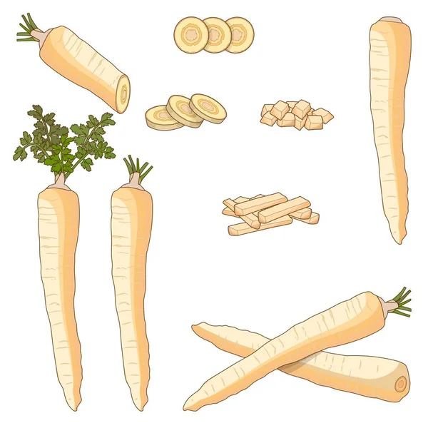 Set of parsnips for banners, flyers, posters, cards. Whole, half, and sliced parsnip. Diced parsnips. Parsnip cut into strips. Parsnip root. Fresh vegetables. Cartoon style. Vector illustration — Stock Vector