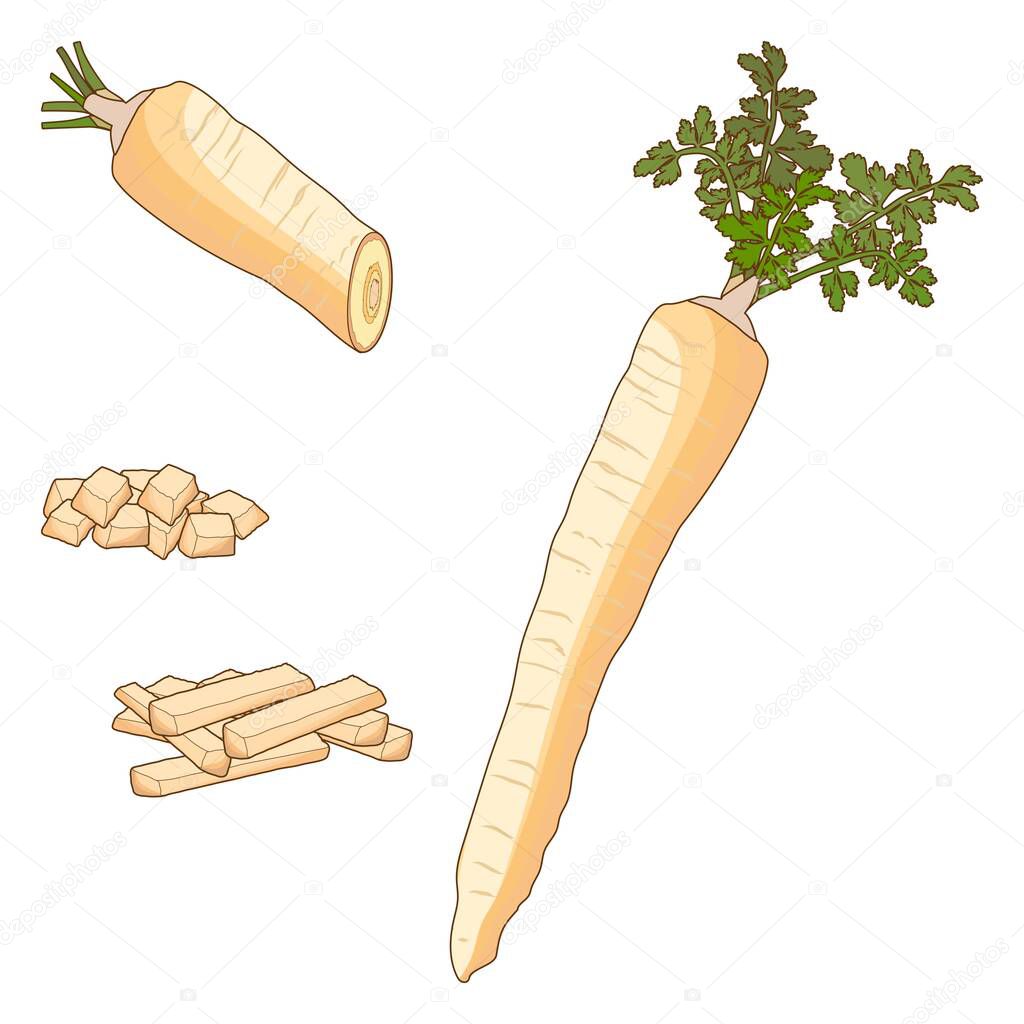 Parsnip set for banners, flyers. Half and diced parsnips. Parsnip cut into strips. Parsnip root. Cartoon style. Fresh organic, vegetarian vegetables. Vector illustration isolated on white background