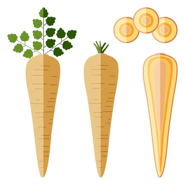 Set of parsnips for banners, flyers, posters, cards. Whole, half, and sliced parsnip. Parsnip with tops. Parsnip root. Organic, vegetarian vegetables. Vector illustration isolated on white background — Stock Vector