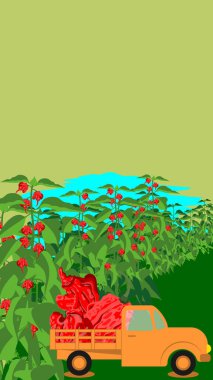 Truck loaded with Carolina Reaper peppers or HP22B. Chili peppers. Agricultural field. Harvest season. Vertical banner. Isolated vector illustration.