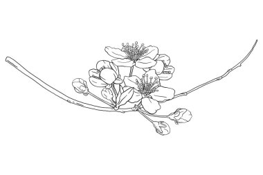 Çiçek, çiçek, yaprak ve yapraklarla el çizimi Sakura dalı. Modern satır sanatı tarzı.