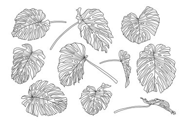 Canavar yaprakları seti. Çizgi tasarımı. El yapımı egzotik bitkiler.