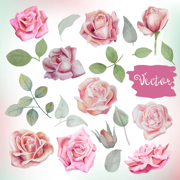 Rosas flores e folhas conjunto —  Vetores de Stock