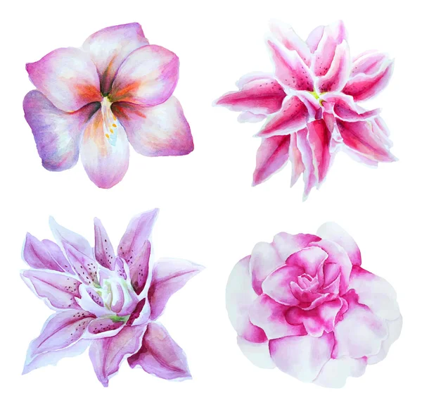 Acuarela lirio flores conjunto — Archivo Imágenes Vectoriales